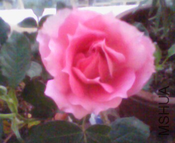 IMG3894A.jpg