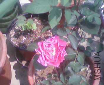 IMG3816A.jpg