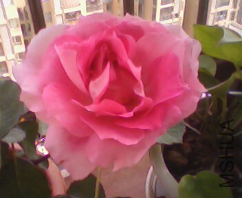 IMG3909A.jpg