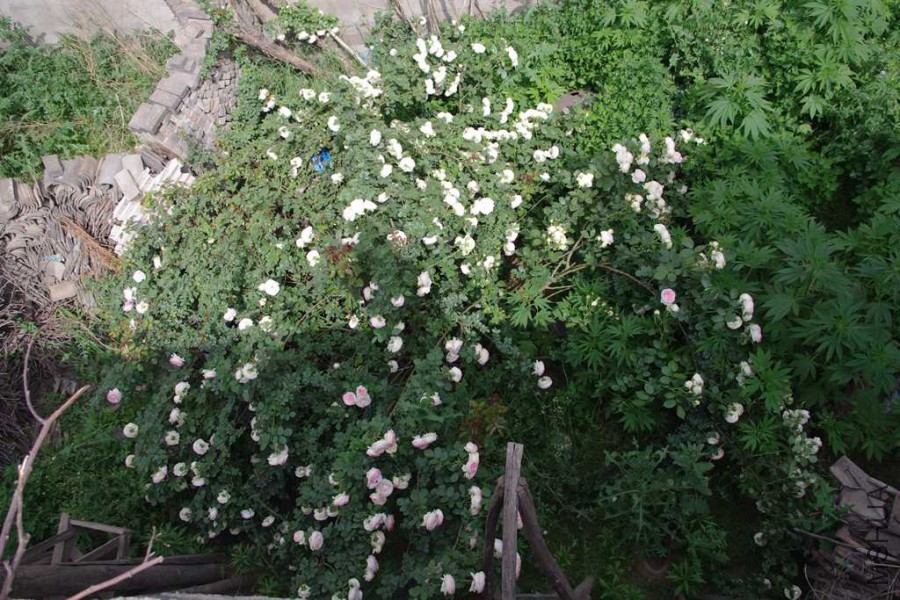 IMGP4069.JPG