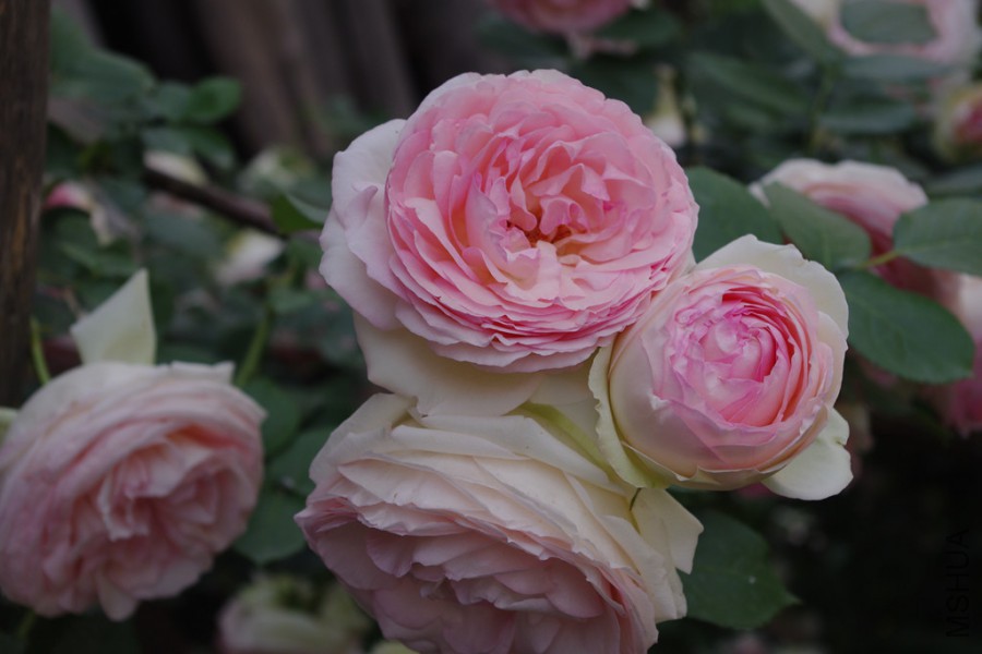 IMGP4074.JPG