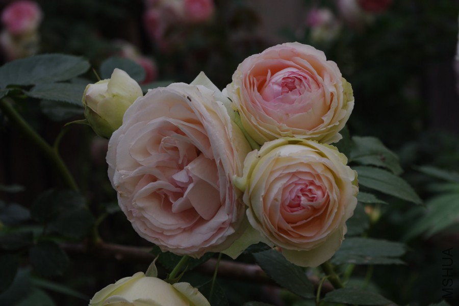 IMGP4082.JPG