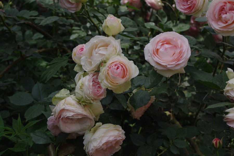 IMGP4083.JPG