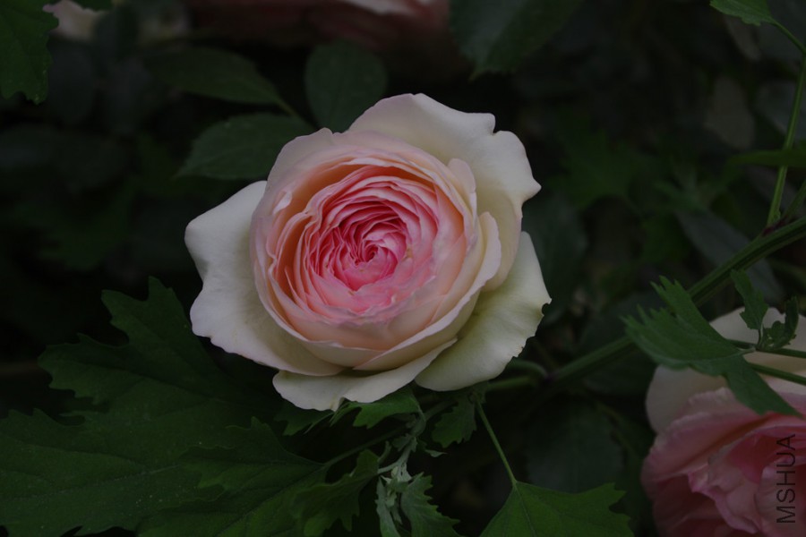 IMGP4086.JPG