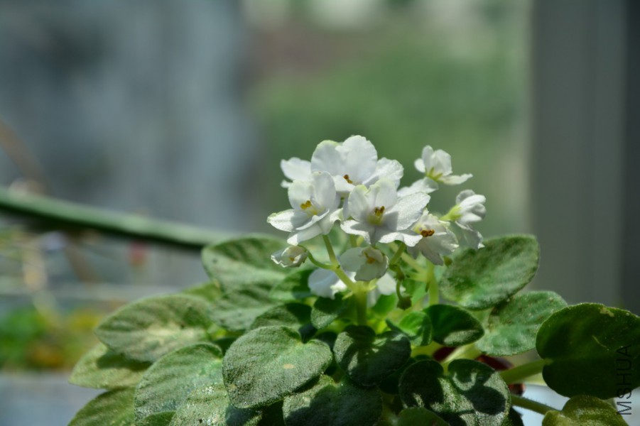 DSC_2458.jpg