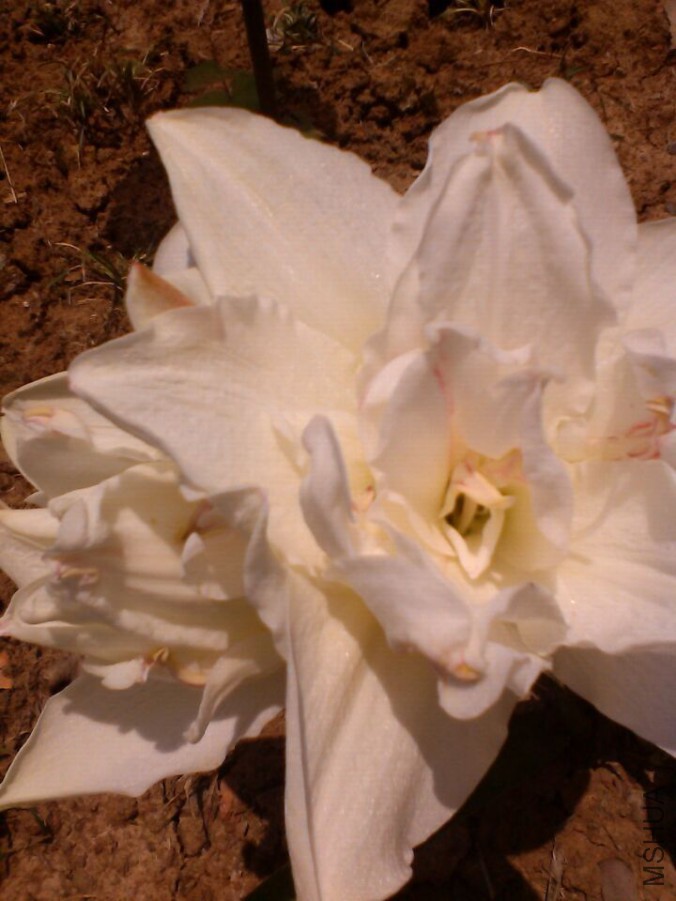 QQͼƬ20150524203506.jpg