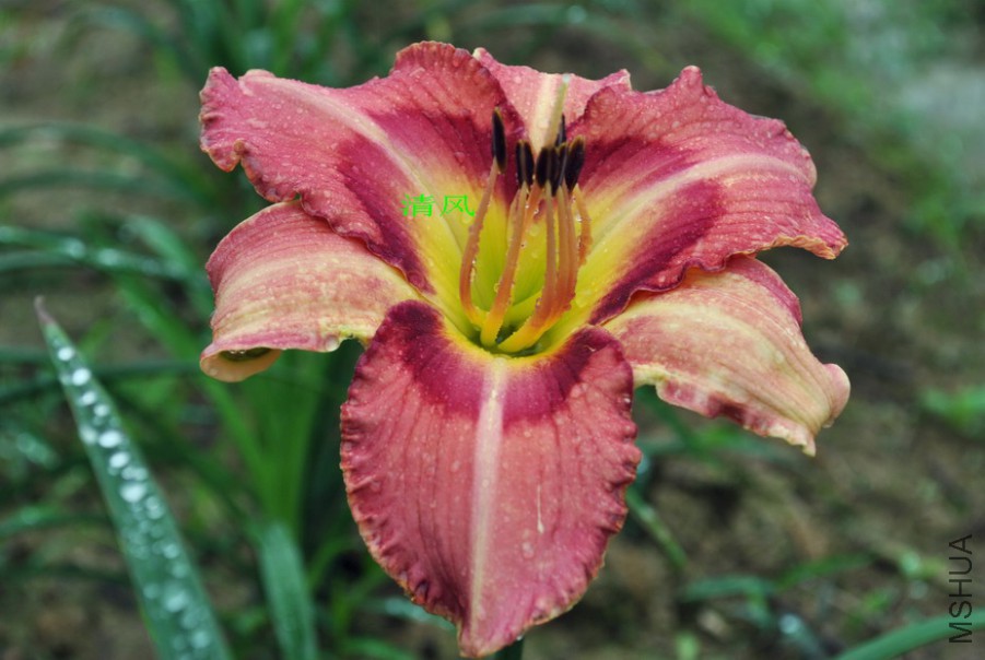 ��Ц�ʵ� (1).jpg