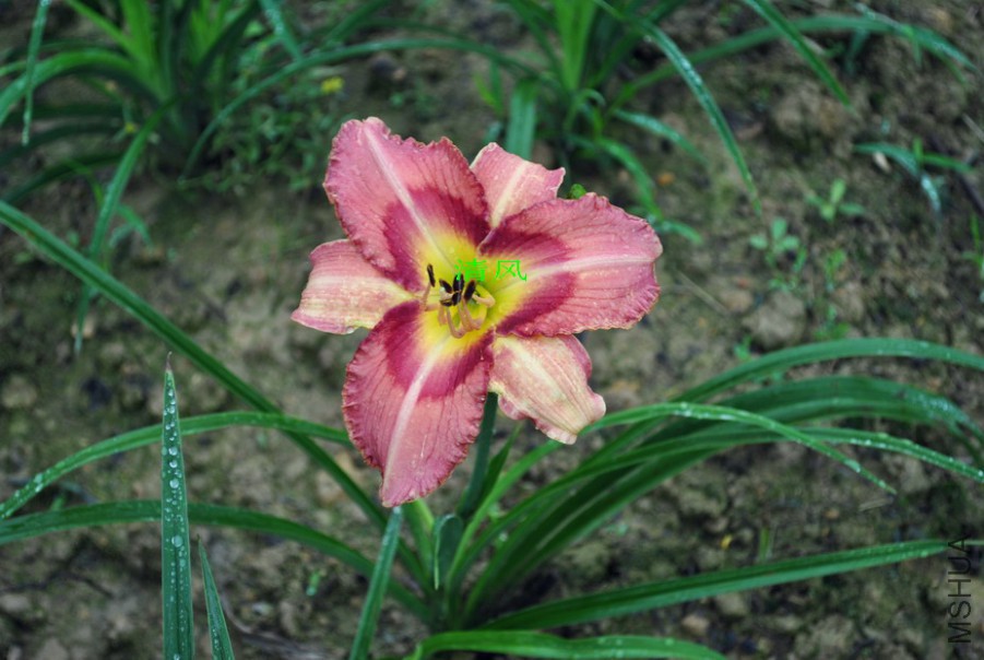 ��Ц�ʵ� (2).jpg