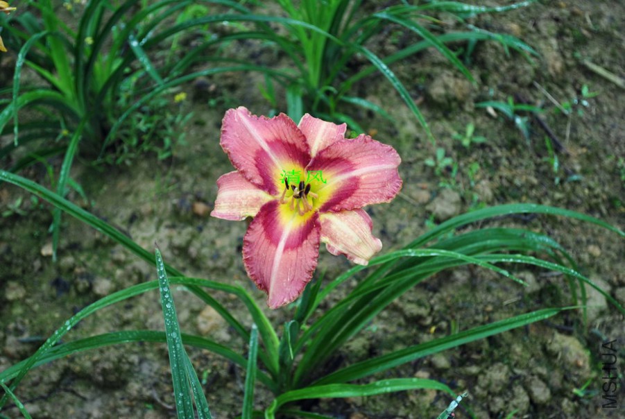 ��Ц�ʵ� (3).jpg