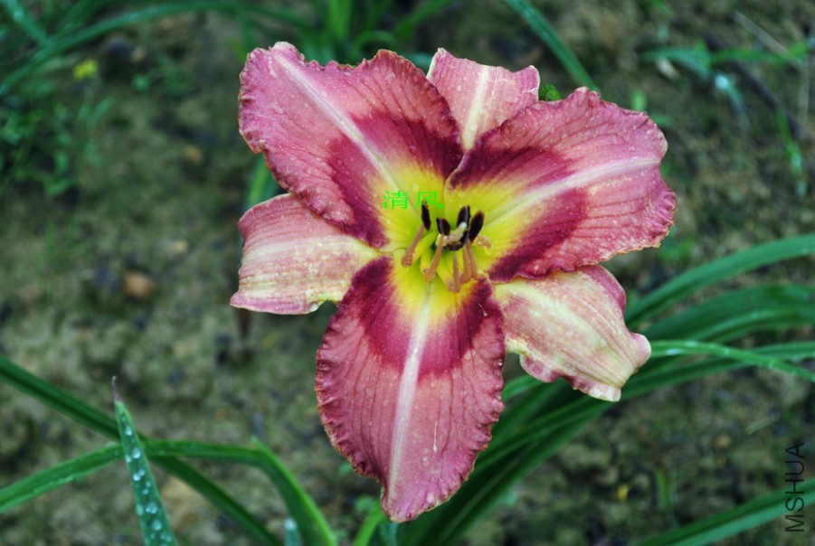 ��Ц�ʵ� (4).jpg