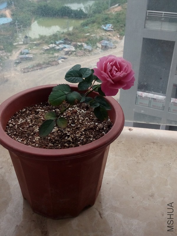 IMG_20150407_111723.jpg