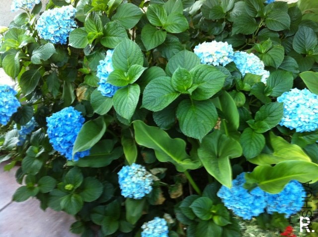 hydrangea a.jpg