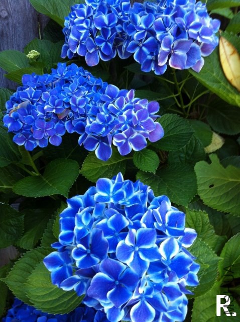 hydrangea b.jpg