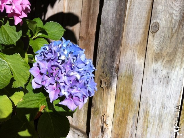 hydrangea e.jpg