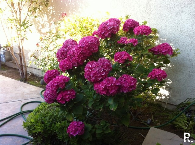 hydrangea f.jpg