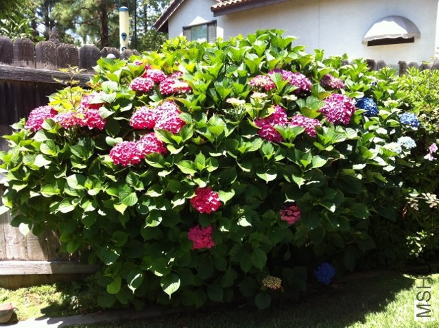 hydrangea g.jpg