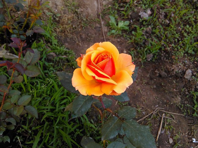 IMG_20150426_080638_������С.jpg