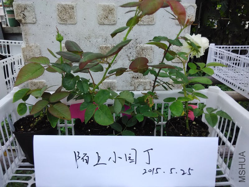 �òʻ���Ӣ�׽�����������.jpg