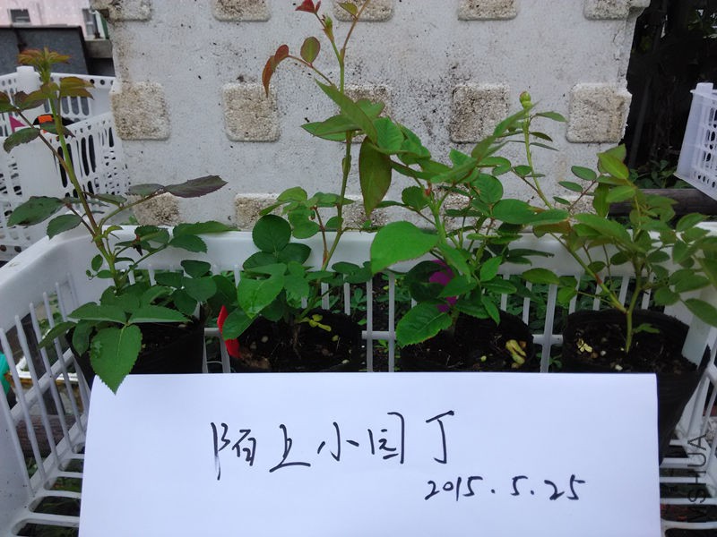 �췽ҹ̷����������ɫ׷���꼧.jpg