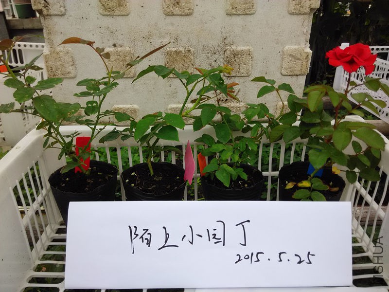 ޹�²ݻ��������պ��濨����.jpg