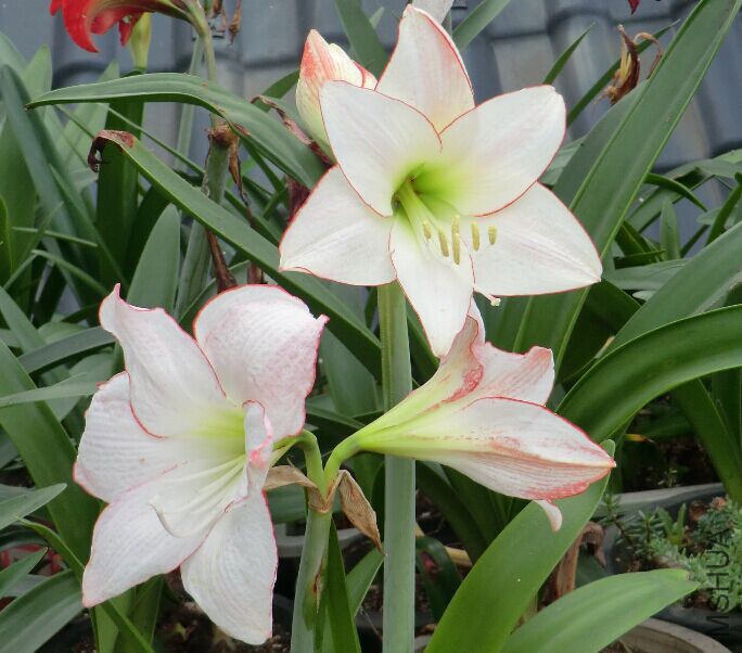QQͼƬ20150524185315.jpg