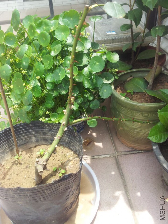 QQͼƬ20150522125135.jpg