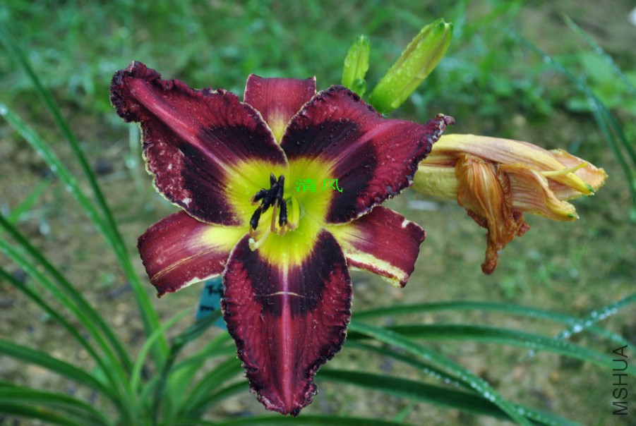 F1-774��ҹ�ʵ� (3).jpg