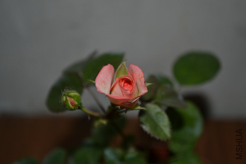 DSC_1131.JPG