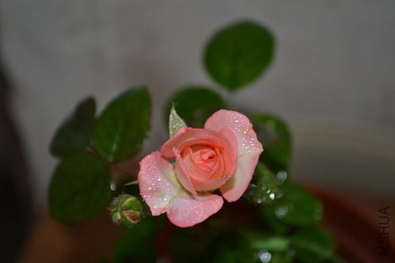 DSC_1133.JPG