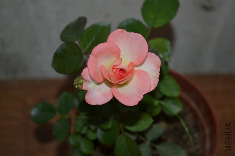 DSC_1136.JPG