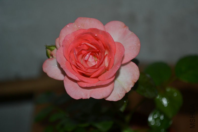 DSC_1138.JPG