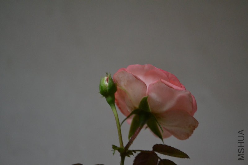 DSC_1148.JPG