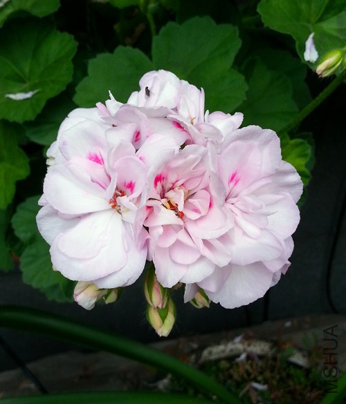 ���ÿ���ͬ�ķ�20150526A.jpg