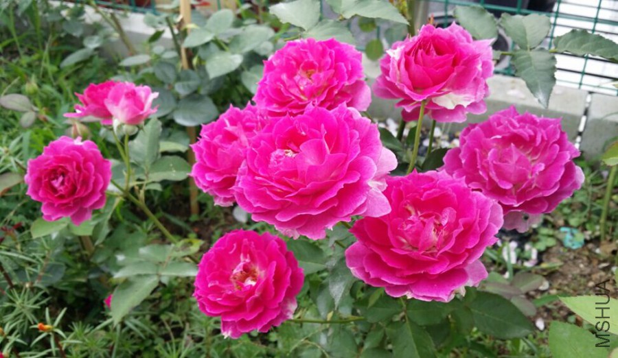 QQͼƬ20150525161956.jpg