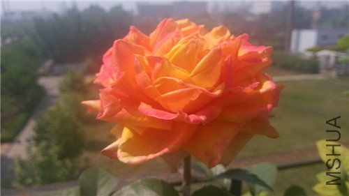 ���ڵ�ӣ�Ұ�����04