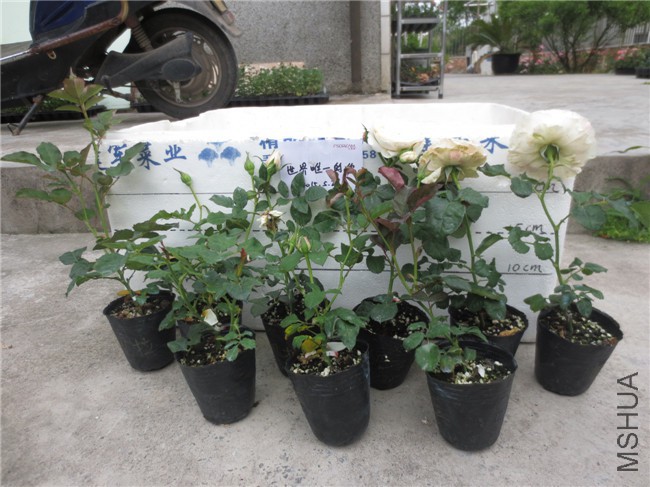 ���� 049.jpg