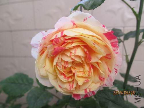 IMG_4399.JPG