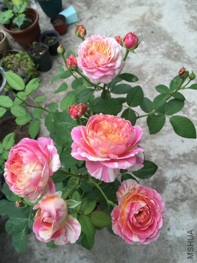 QQͼƬ20150526222052.jpg