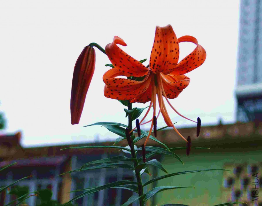 ��-7�� 018_����.jpg