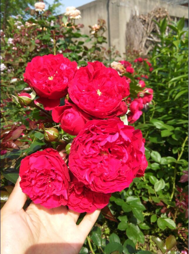 QQͼƬ20150527095534.jpg