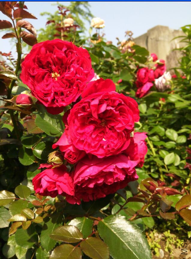 QQͼƬ20150527095531.jpg