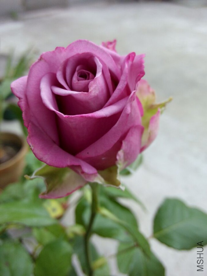 QQͼƬ20150527135041.jpg