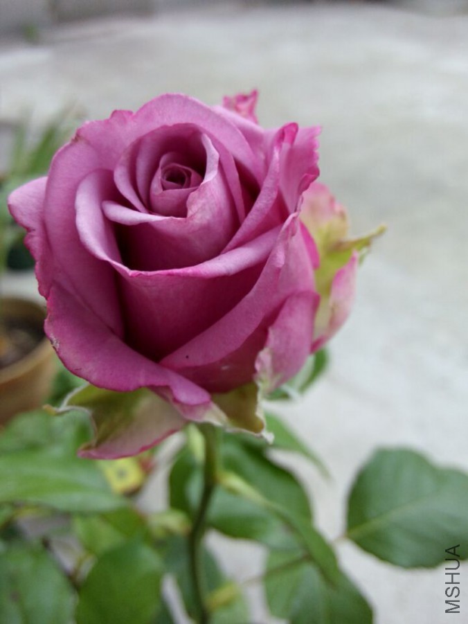 QQͼƬ20150527135046.jpg