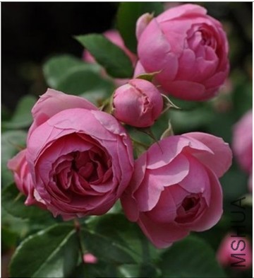 40b7760e0cf3d7cae886c4c5f71fbe096a63a9a3.jpg