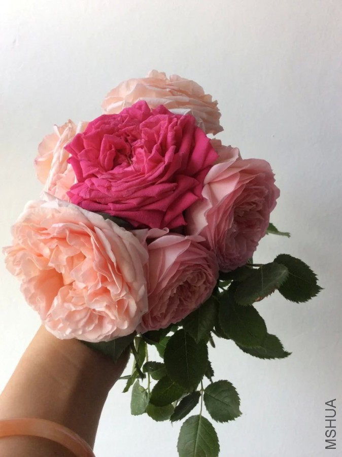psb (4).jpg
