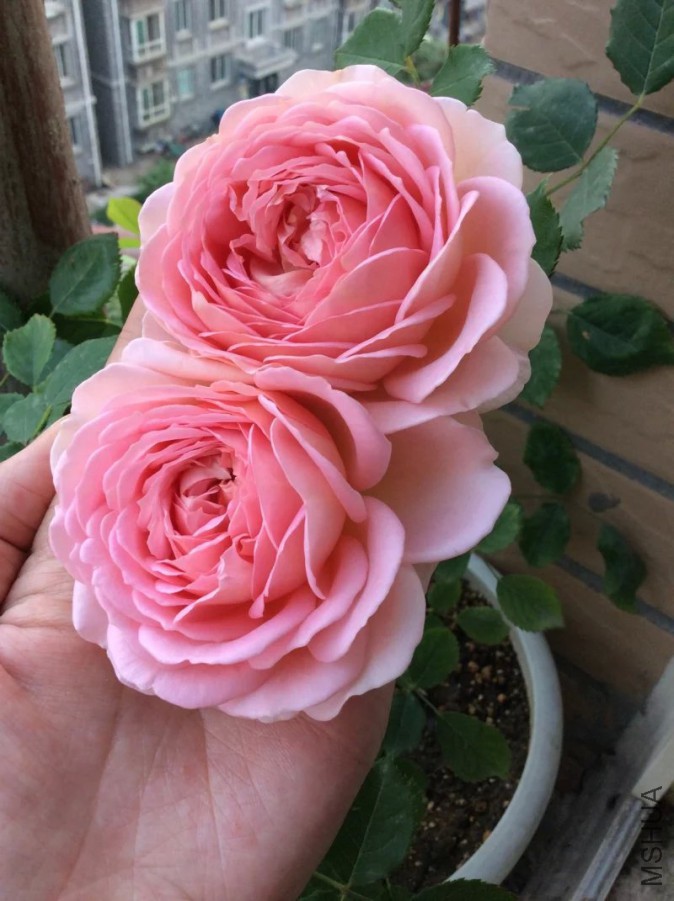 psb (8).jpg