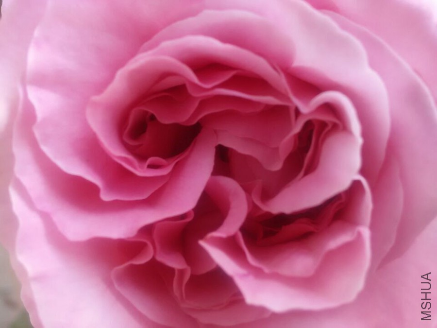 �ḻ��εĻ���