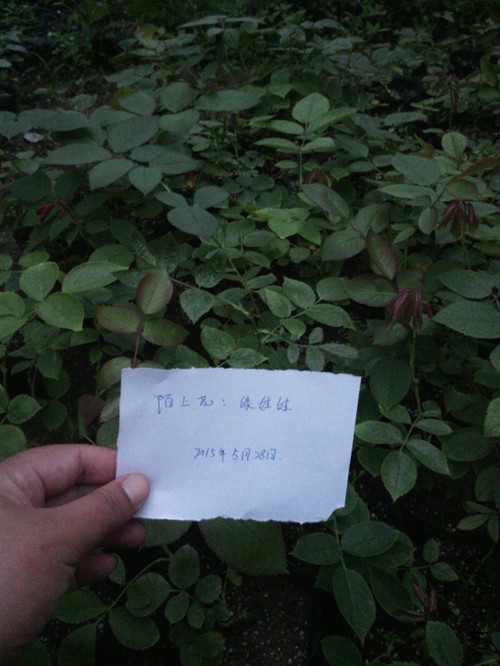 IMG_20150528_191146.jpg
