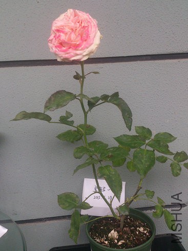 DSC_3741.jpg