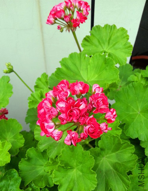 ���ÿ���������20150527B.jpg